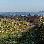 Rückweg zwischen Maisfeldern