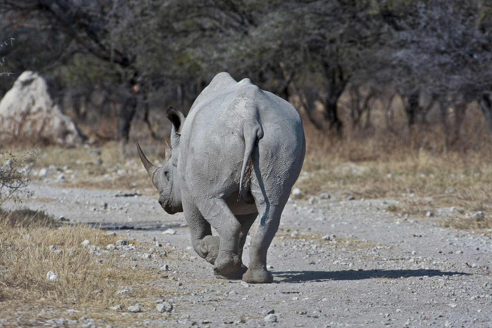 Rückzug 1 - Spitzmaulnashorn im Etosha NP