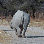 Rückzug 1 - Spitzmaulnashorn im Etosha NP