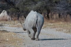 Rückzug 1 - Spitzmaulnashorn im Etosha NP