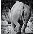 Rückzug 2 - Spitzmaulnashorn im Etosha NP