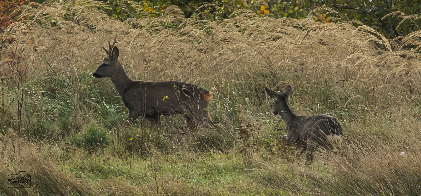 Rückzug Foto & Bild | tiere, wildlife, natur Bilder auf fotocommunity