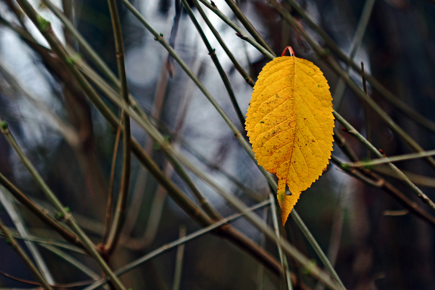 Rückzug der Farben