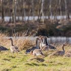 Rückzugsgebiet der Grau- und Kanadagans