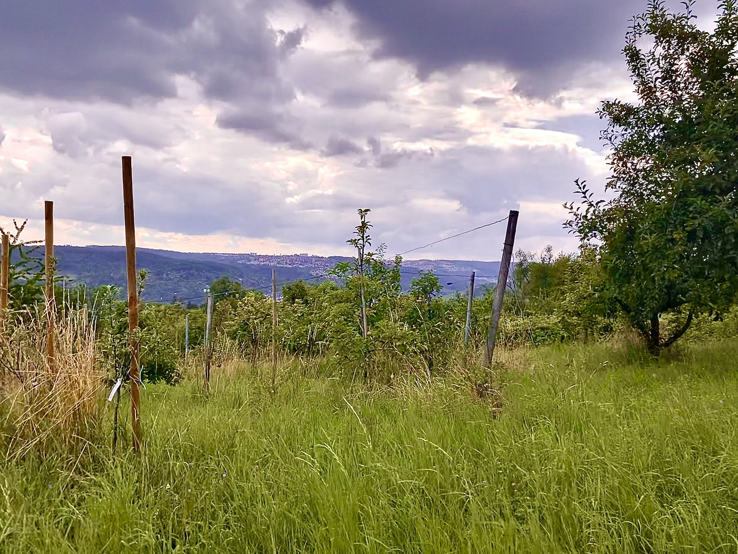 Rüdern oberhalb von Uhlbach und Esslingen 