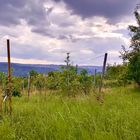 Rüdern oberhalb von Uhlbach und Esslingen 