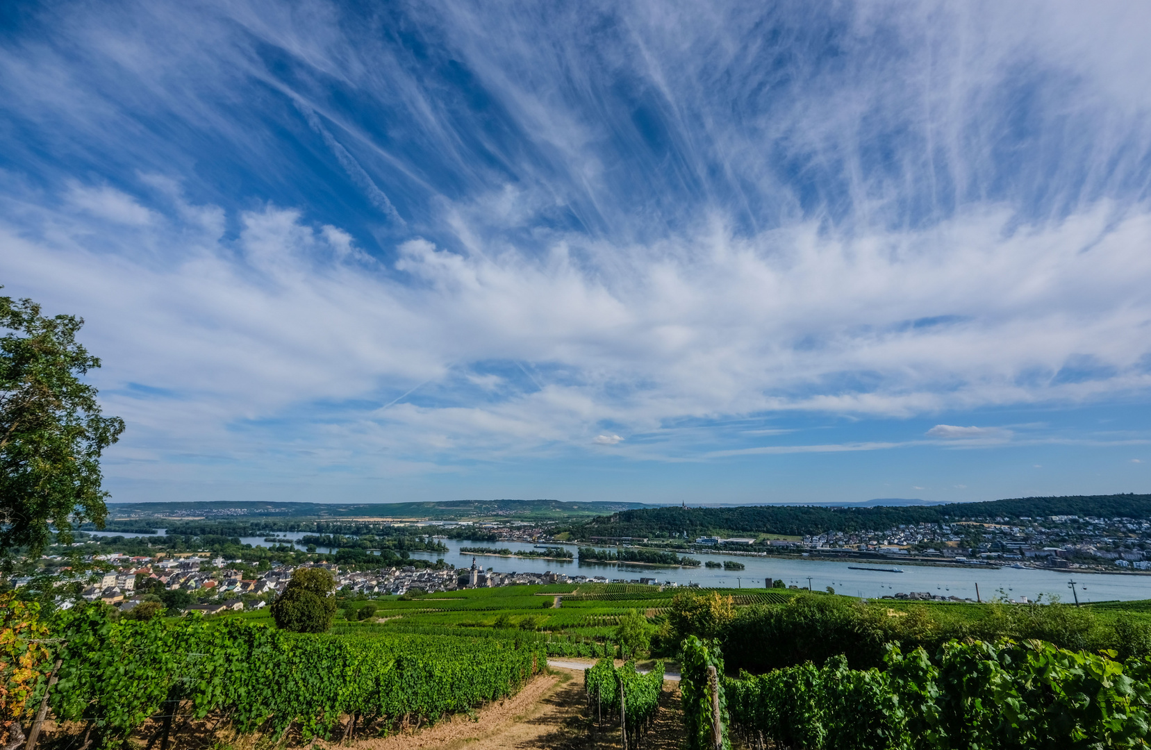 Rüdesheim aus den Weinbergen.