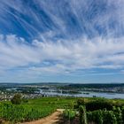 Rüdesheim aus den Weinbergen.