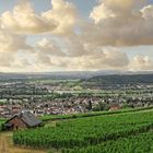 Rüdesheim  Panorama