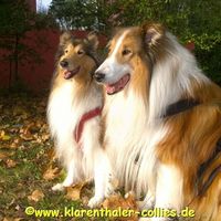 Rüdiger Reimann Klarenthaler Collies