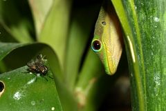 Rüdiger und die Fliege