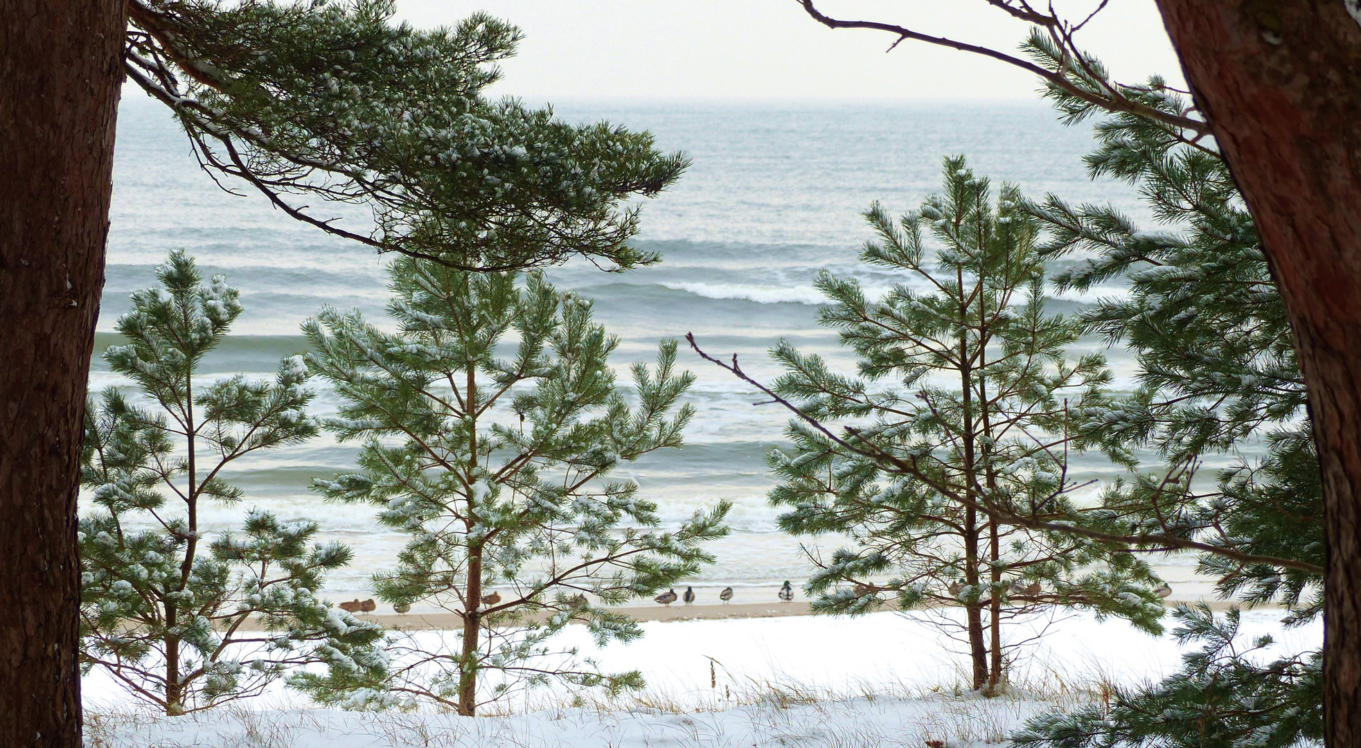 Rügen