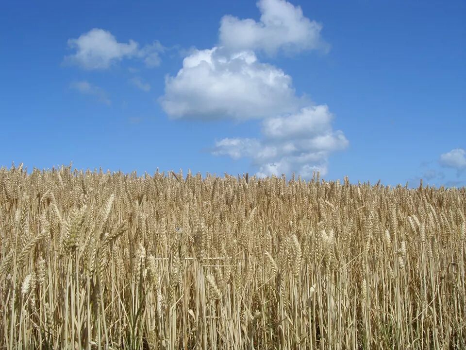 Rügen