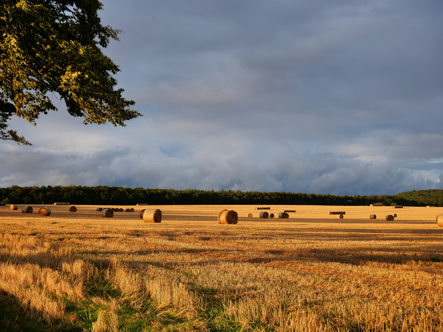 Rügen Abendlicht nach der Ernte