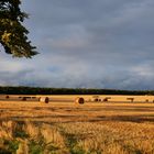 Rügen Abendlicht nach der Ernte