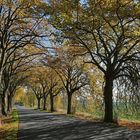 Rügen: Allee im Herbst 01