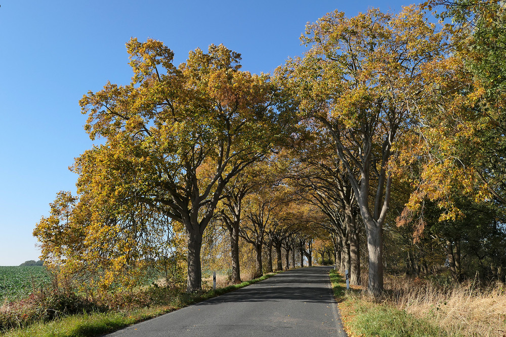 Rügen: Allee im Herbst 02