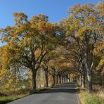 Rügen: Allee im Herbst 02