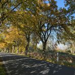 Rügen: Allee im Herbst 04