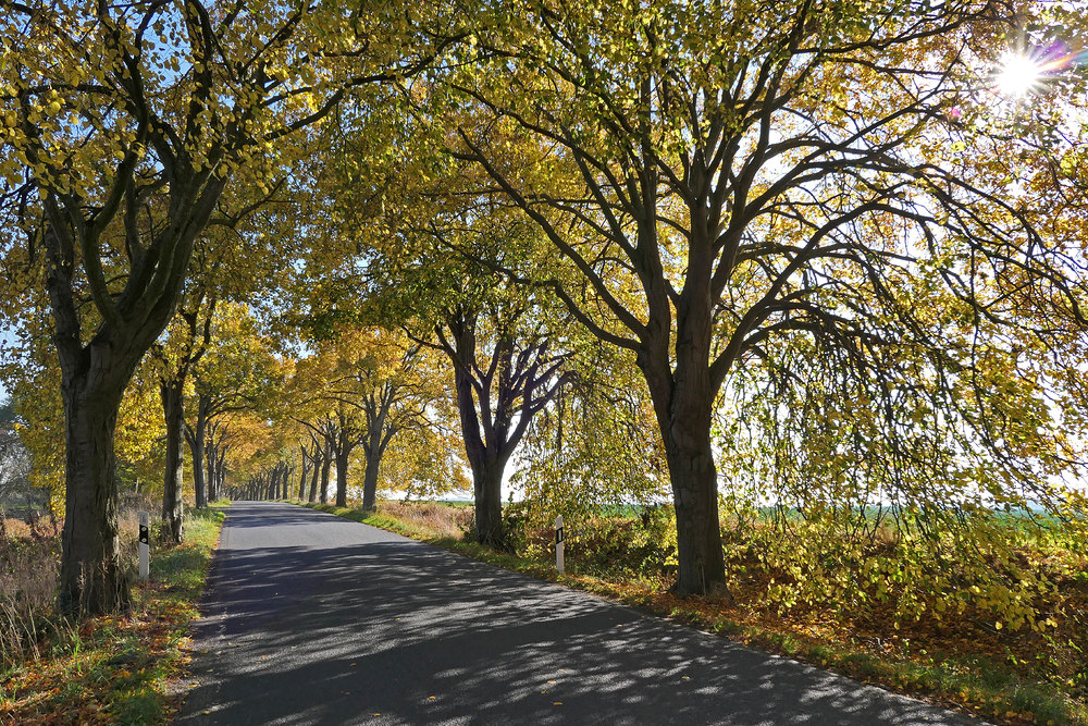  Rügen: Allee im Herbst 05