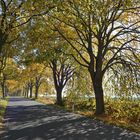  Rügen: Allee im Herbst 05