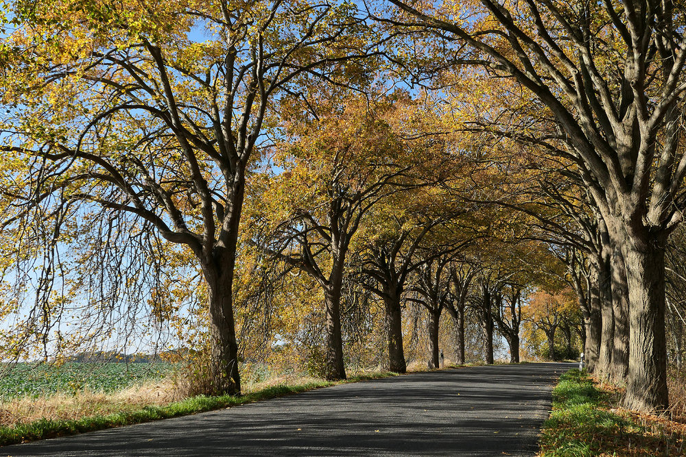 Rügen: Allee im Herbst 06