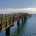 Rügen - Anleger nur für Vögel,  Sassnitz