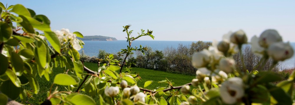 Rügen blüht