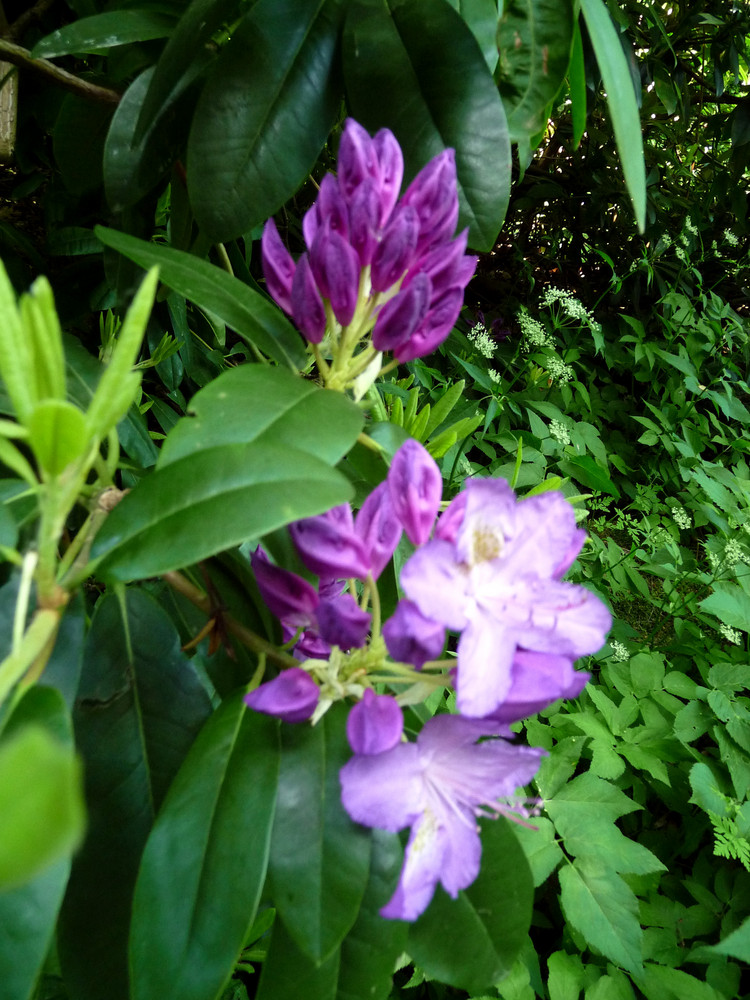 Rügen - Blume