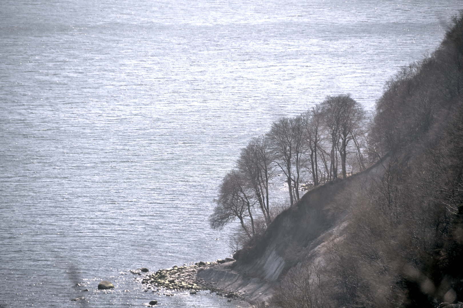 Rügen Buchen an der Steilküste