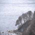 Rügen Buchen an der Steilküste