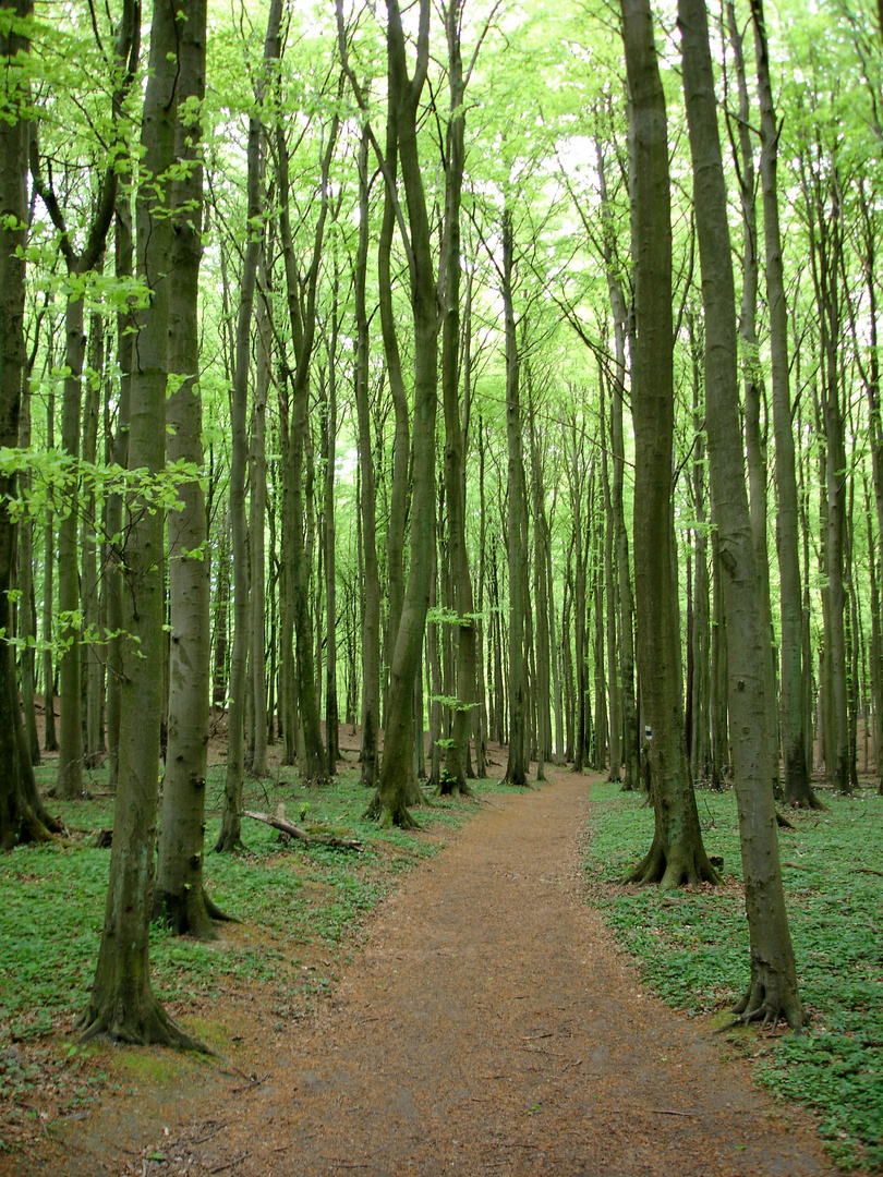 Rügen Buchenwald Nationalpark Jasmund