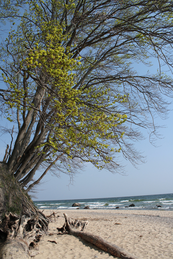 Rügen