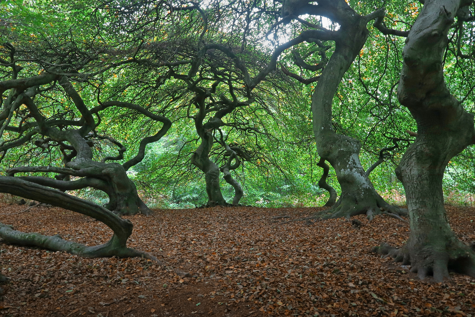 Rügen Hexenwald