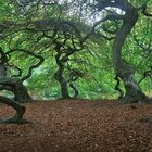 Rügen Hexenwald