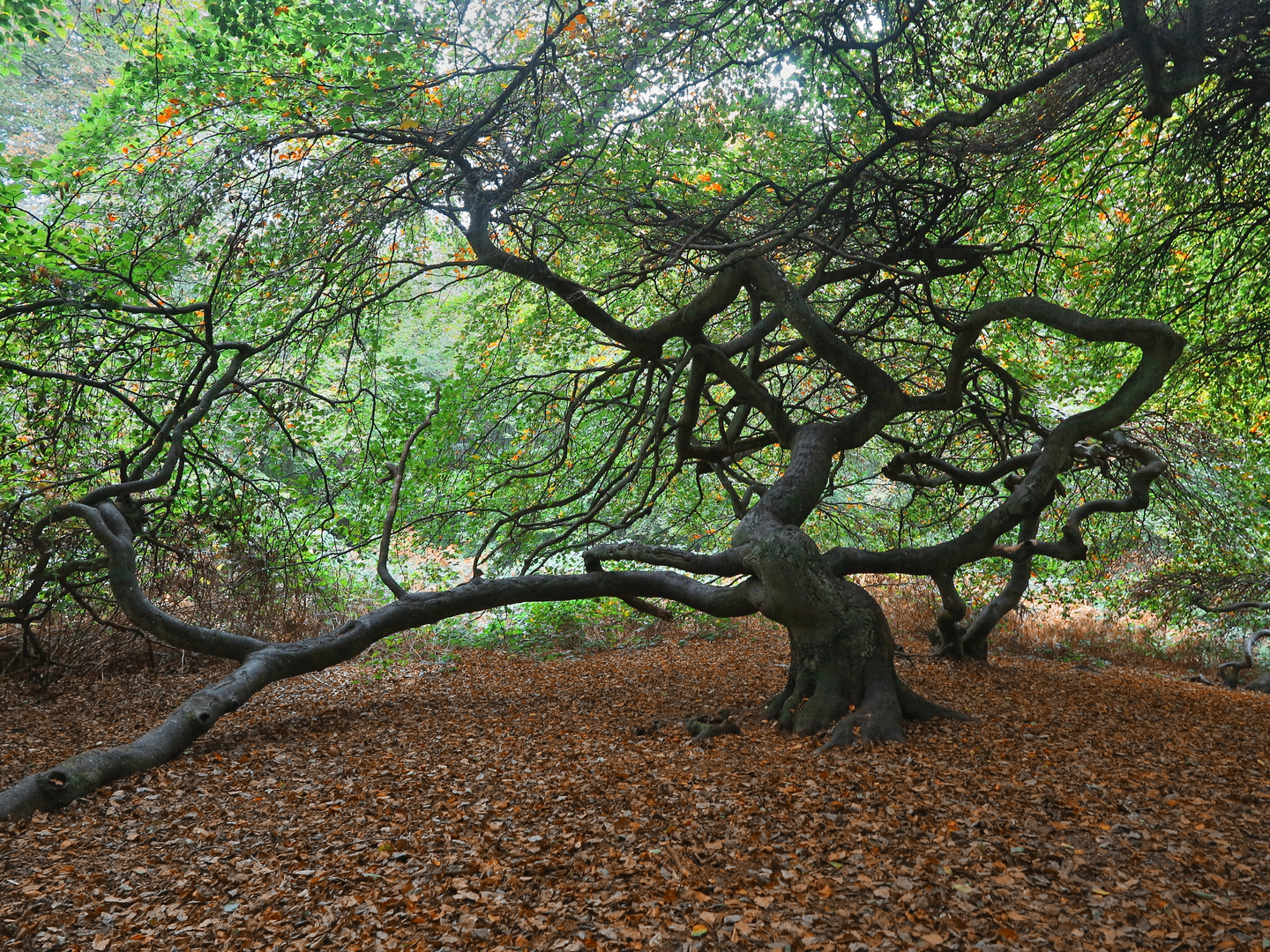 Rügen Hexenwald