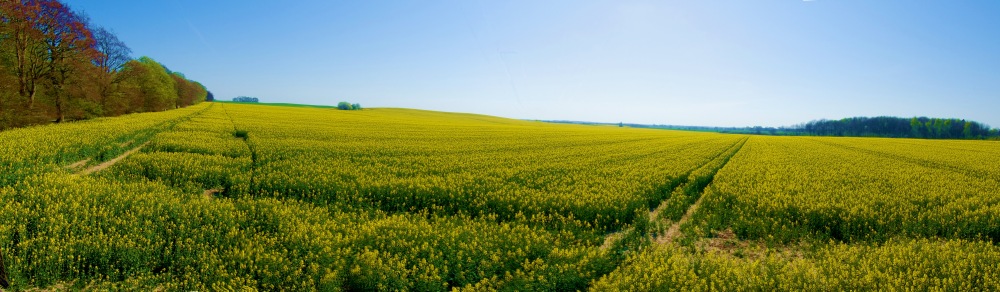 Rügen im Frühling - 2