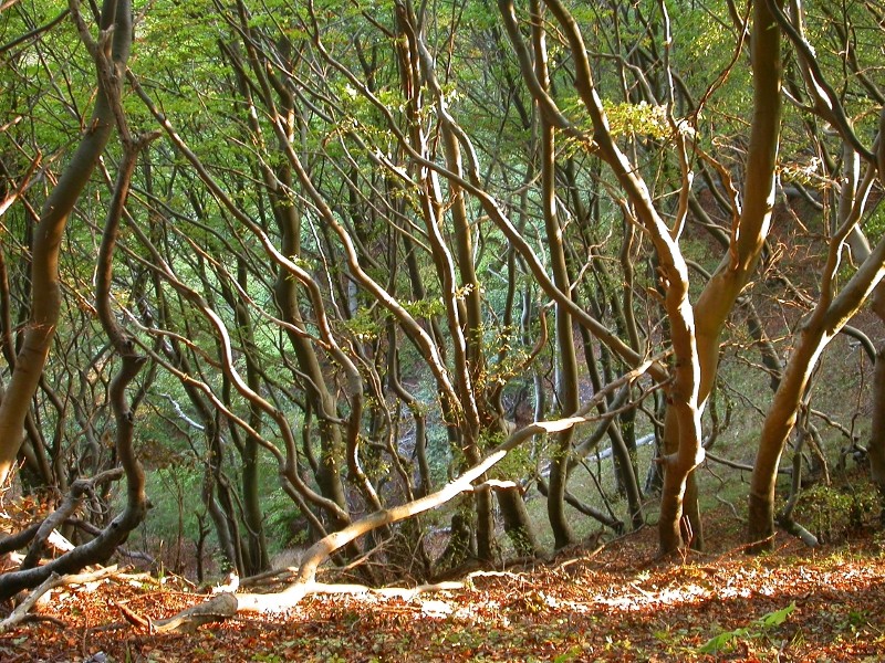 Rügen im Herbst