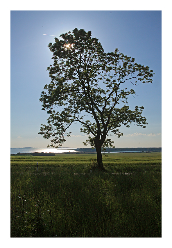 Rügen im Mai (10)....