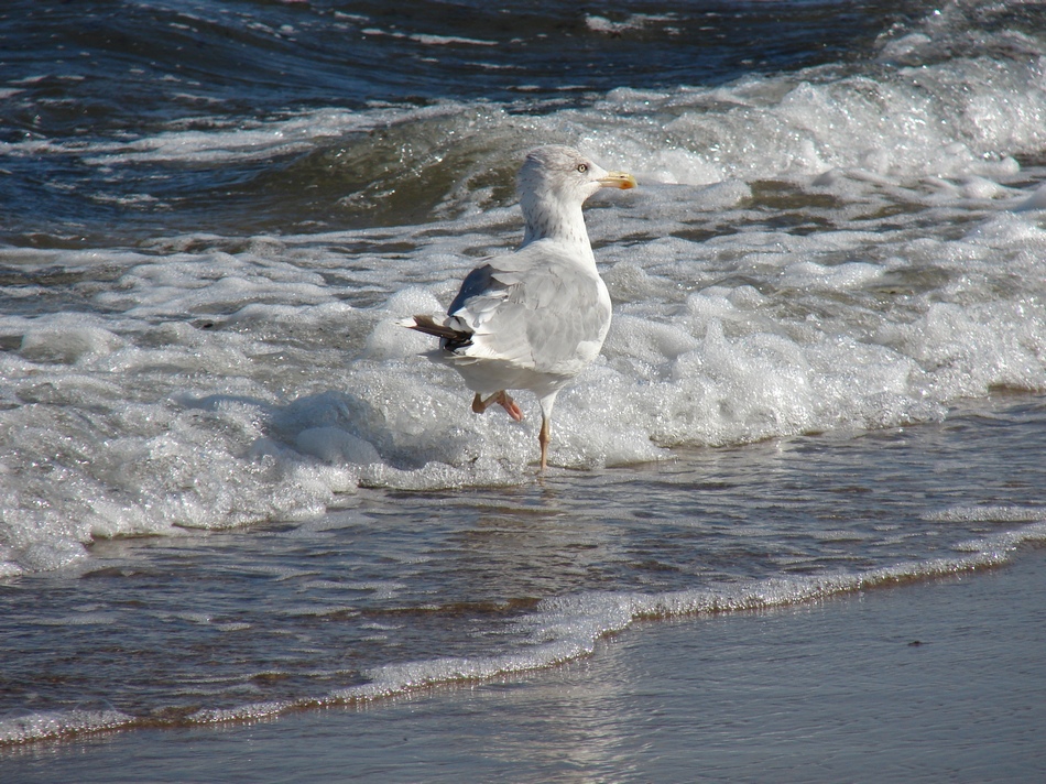 Rügen-Impressionen 8