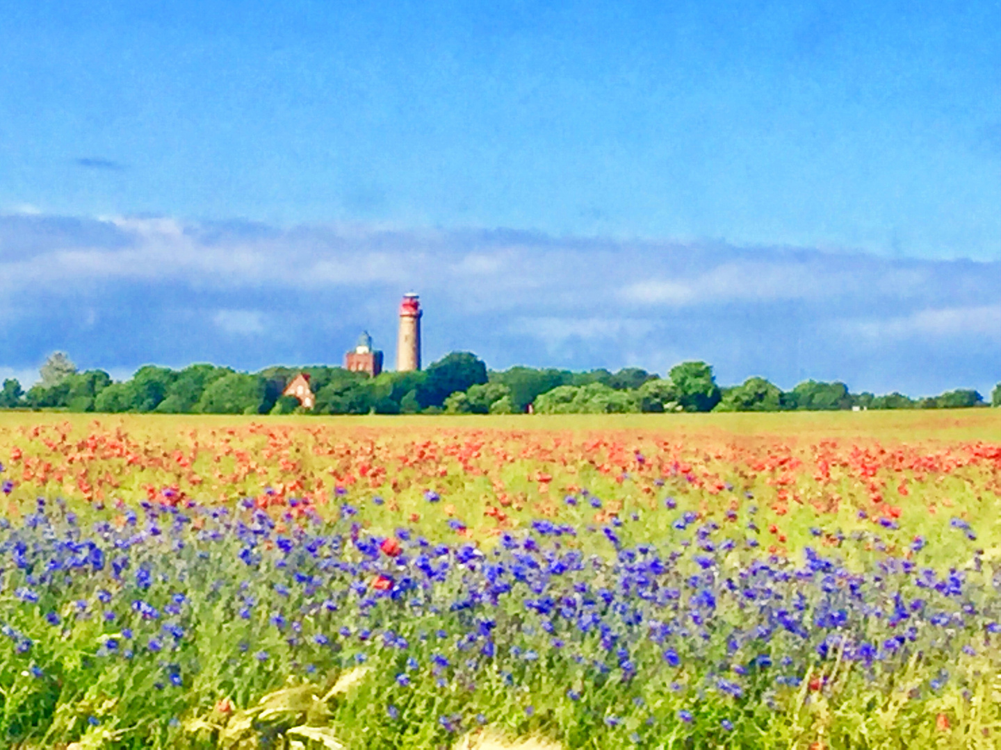 Rügen - Impressionen - Farbenprächtiger Klatschmohn und Phacelia locken Bienen an