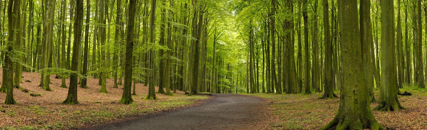 Rügen is so green