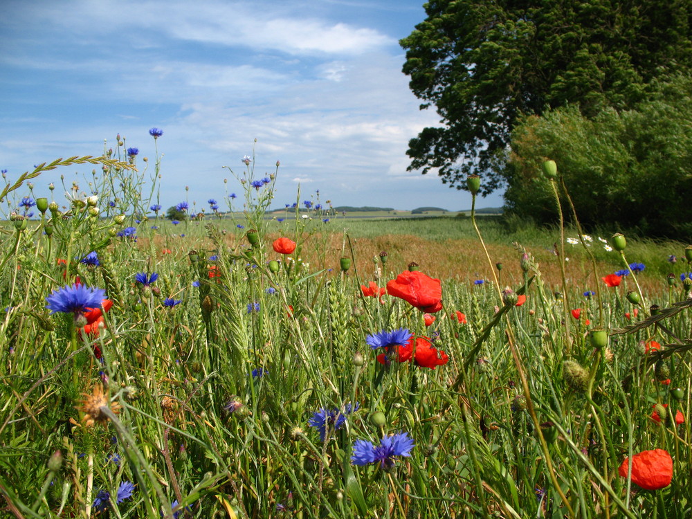 Rügen Juni 08