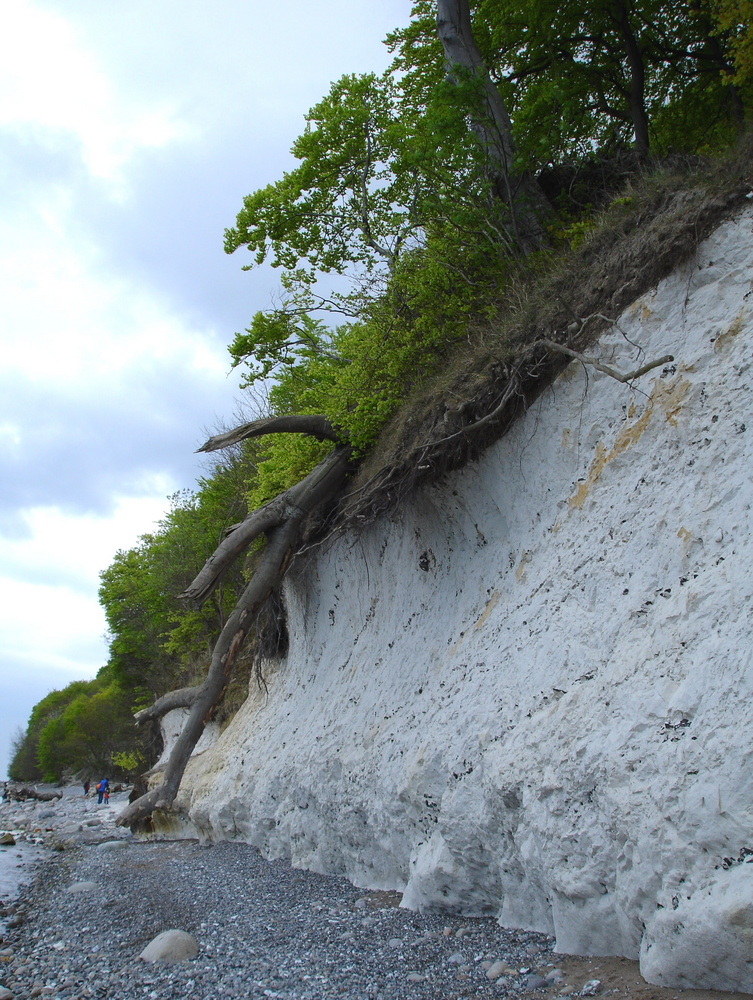 Rügen Kreideküste am Königsstuhl