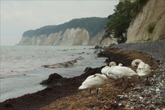 Rügen: Kreideküste Kollicker Ort