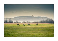 [ Rügen, Licht und Schatten ] / [ Licht ]