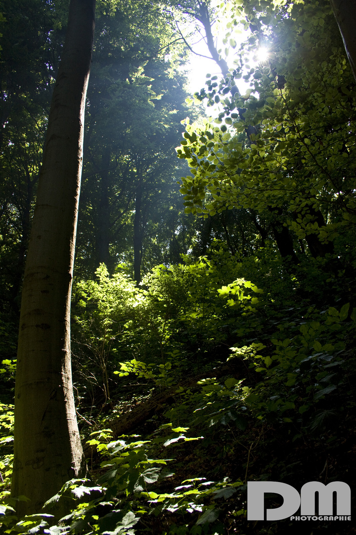 Rügen - Lichterspiel zwischen den Buchen