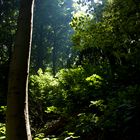 Rügen - Lichterspiel zwischen den Buchen