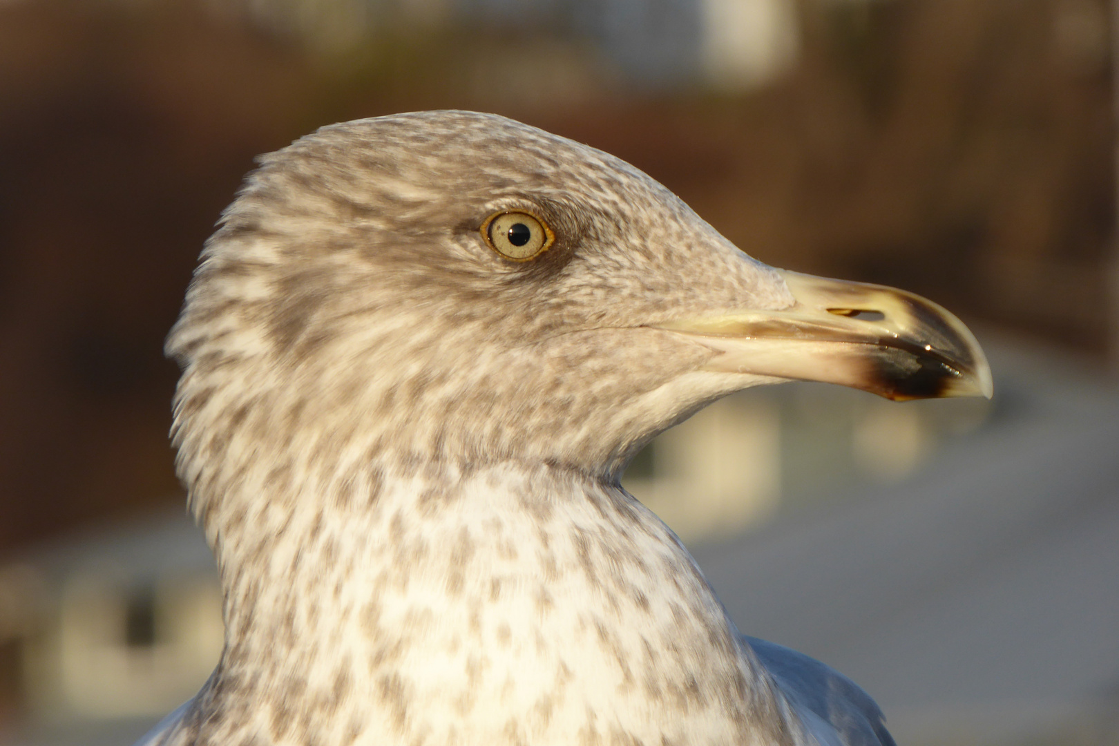 Rügen-Möwe...