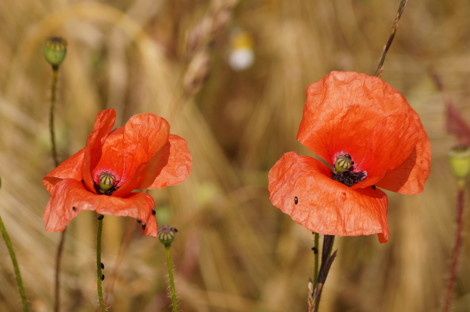 Rügen-Mohn